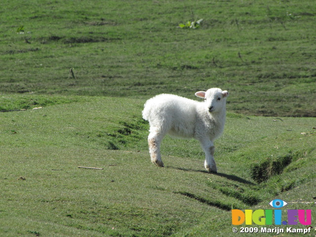 SX03595 Little wooly lamb looking around